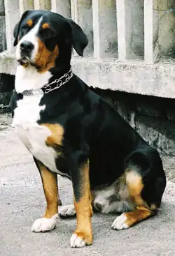 This sitting Greater Swiss Mountain Dog exhibits the preferred forequarters of the breed.