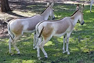 Persian onagers