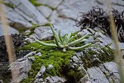 A plant with a single rosette, growing on moss