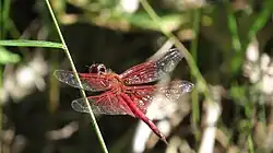 Bright red wing venation in male