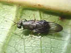 Dysbiota peregrina