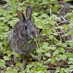 A rabbit eating clover, turning toward the camera