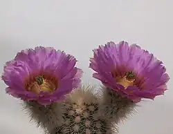 Cactus named Echinocereus baileyi var. albispinus