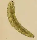 Larva