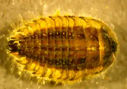 Dorsal view of brown oval trilobite-like larva with yellow peripheral shell