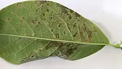 Edema on Annona macroprophyllata leaf