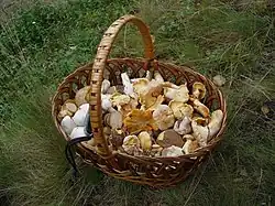 Edible mushrooms are a primary ingredient in mushroom ketchup