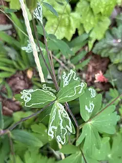 Leaf miner trails on Aquilegia canadensis leaf
