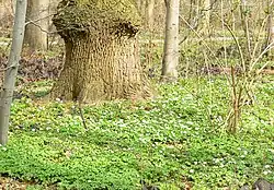 Blossom carpet on the ground in April
