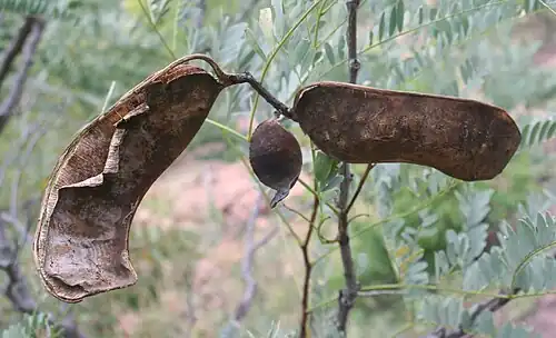 Seed pod valves separating