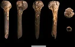 Views of one humerus