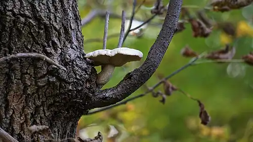 Growing from a tree wound