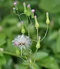 Flower and seed head in Hyderabad, India.