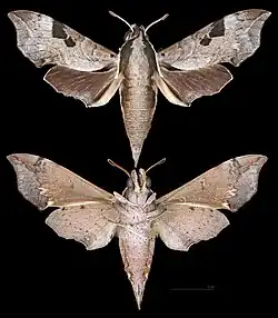 Enpinanga borneensis