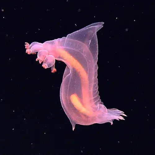 A benthopelagic and bioluminescent swimming sea cucumber, 3200 meters deep