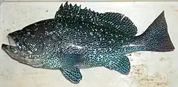 Epinephelus cyanopodus
