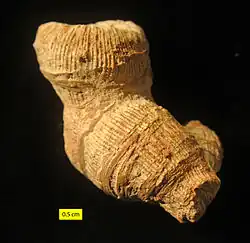Epistreptophyllum, a scleractinian coral from the Matmor Formation (Middle Jurassic) of southern Israel; side view