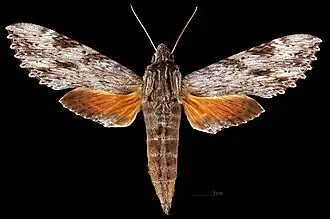 Erinnyis oenotrus♀