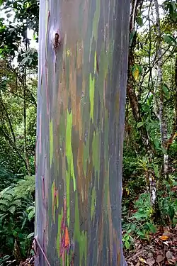 Tree trunk with peeling red and brown bark, revealing green underneath