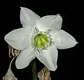 Flower of U. amazonica