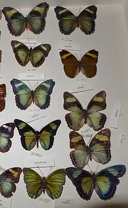A photograph of two columns of butterflies in the Euphaedra genus.