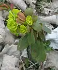Wood spurge Euphorbia amygdaloides