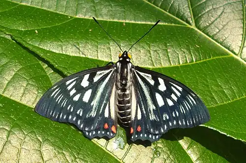 Dorsal view