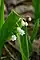 Convallaria majalis, European lily of the valley, Mud lake vicinity