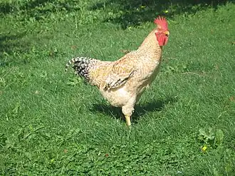 The Marraduna variety