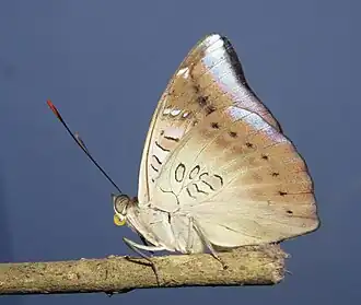 Ventral view (female)