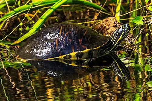 Peninsula cooter (Pseudemys peninsularis), Miami-Dade Co., Florida (12 Jan. 2014)