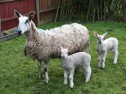 A bluefaced ewe and two lambs on grass