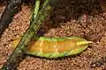 Larva burying itself to pupate under the soil
