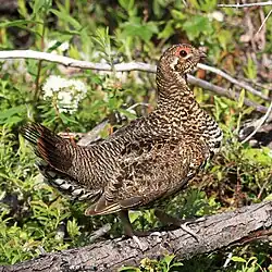 Spruce grouse