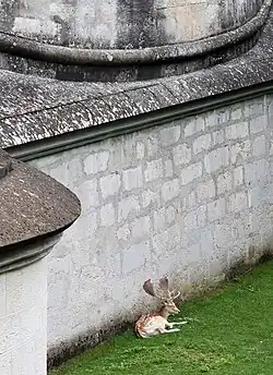 Fallow deer in the Munot moat