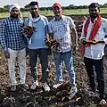 Farmers with freshly harvested turmeric fingers in a Ridhura village field