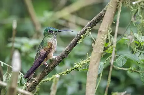 H. r. aequatorialis Nanegalito, Ecuador