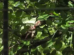 Female feeding a chick