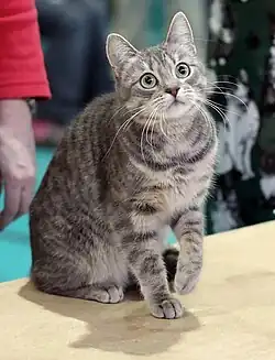 European Shorthair