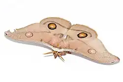 Typical moth resting posture