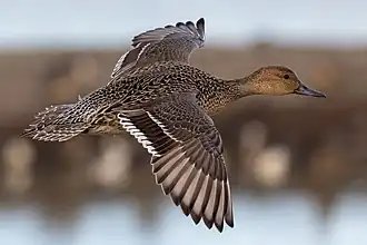 Female in flight, California, US