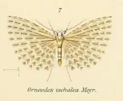 Alucita ischalea