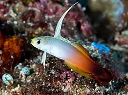 Fire dartfish (Nemateleotris magnifica) (43372442502)