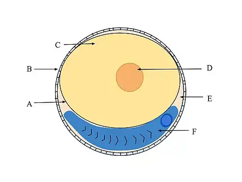 Vitelline membrane in a fish egg (A)