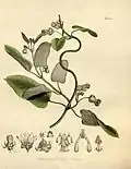 Illustration showing plant details
