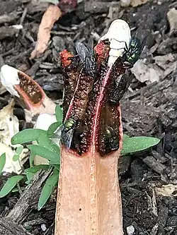 Flies attracted by the strong scent