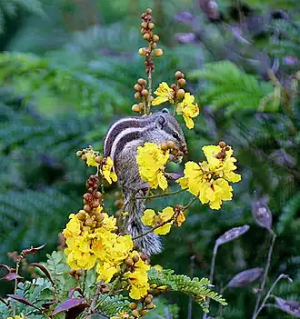 Flowering tree with squirrel in Kolkata, India