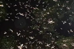 Hundreds of winged termite reproductives swarming after a summer rain, filling the field of the photograph.
