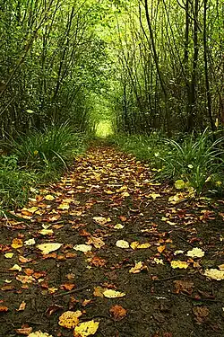 Woodland pathway at Foxley Wood