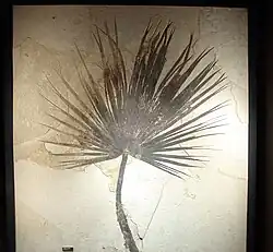 Fossil Sabalites sp. palmetto frond, about two metres (6.6&nbsp;ft) long.[10]